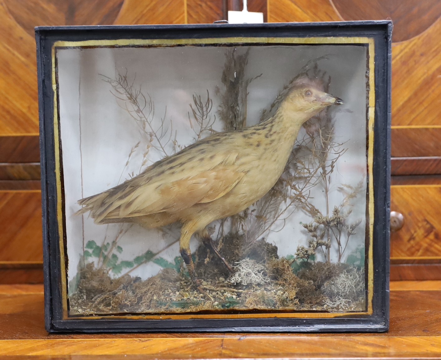 A cased taxidermy of a Corn Crake, 27cms x 24cms